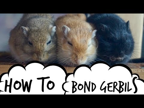 Gerbil Care - Bonding & Behaviour | Split Cage Method