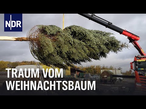 Video Thumbnail: Endspurt auf der Weihnachtsbaumplantage | Die Nordreportage | NDR Doku