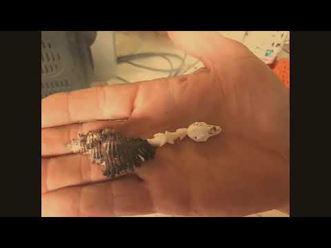 SCP 111 evidence of containment breach