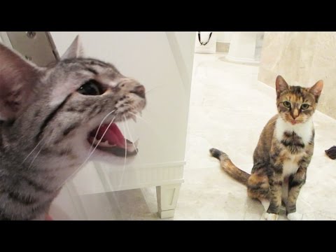 INTRODUCING THE CATS