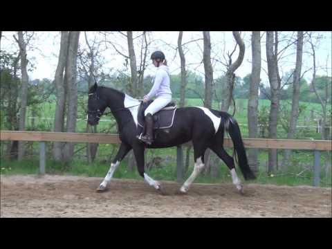 "Flicka" Pinto zum Verkauf