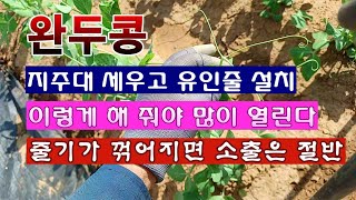 [텃밭농부 165]  완두콩에 지주대 세우고 유인줄 쳐 주기. 꺾이지 않아야 많은 소출. #완두콩재배