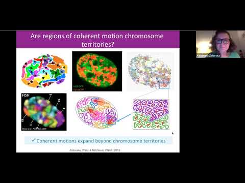 Colloquium Oct 29, 2020 - The Rich Inner Life of the Cell Nucleus