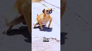 Funny Dog Momments Caught On Camera