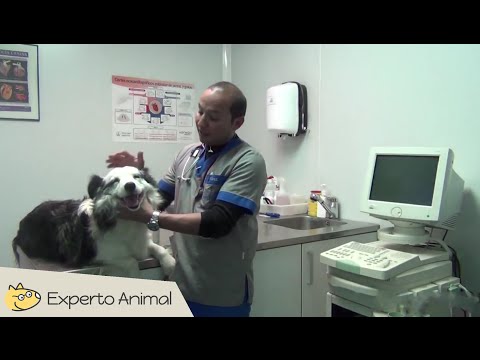 ¿Al tanto de la higiene dental de tu mascota?