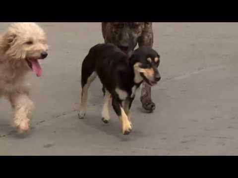 Comederos públicos para perros en Yumbo