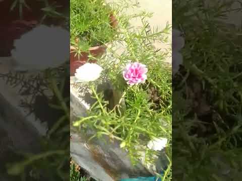 Main sadke jawan# #flowers#