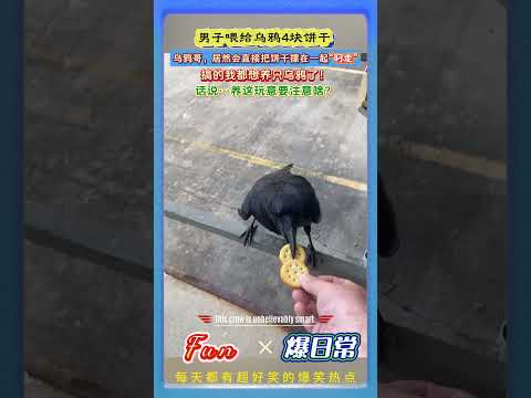 男子喂乌鸦4块饼干，它竟先摆整齐再带走！😳智商太高了吧…！搞得我都想养一只试试了，话说养乌鸦要注意啥？#聪明乌鸦 #动物智商 #反差名场面 #野生动物 #爆款短视频