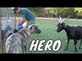 Guard Dog Saves Goats Life