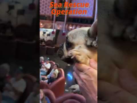 Thumbnail for Carnival Splendor Rescues Four People and Three Dogs at Sea