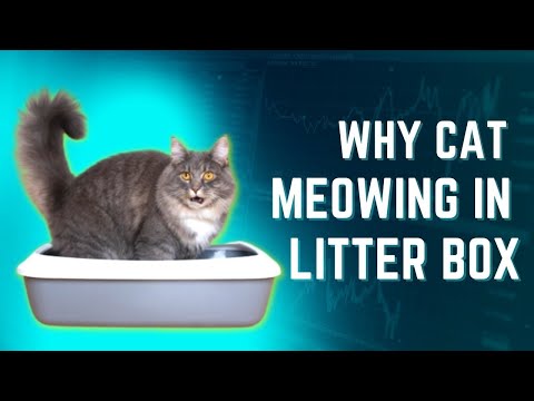 Why Does My Cat Meowing In Litter Box?? Reasons & Solution