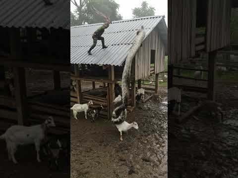 Giant Snake Attack: Ranger Smash Down to Saves Goat!