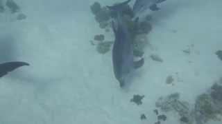 Entspannen schwimmen mit die Delfine Dienstag 07.03.2012