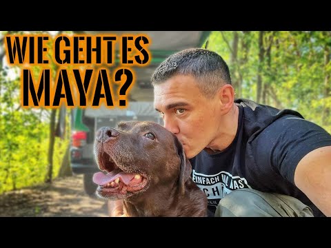 Wie geht es Maya? Neuigkeiten zum Gesundheitszustand | Survival Mattin
