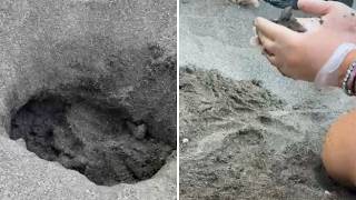 L'emozione della nascita delle tartarughe a Marina di Cecina: il video