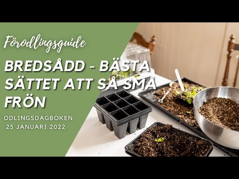 Omskolning av förodlade plantor - Odlingsdagboken 2022-01-25