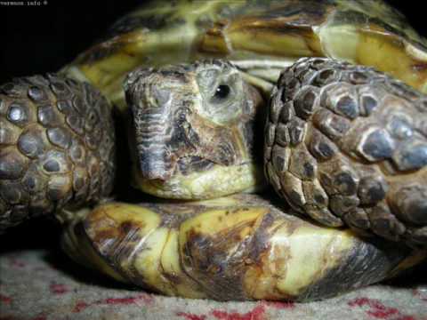 Vezhlys - Kas nutinka