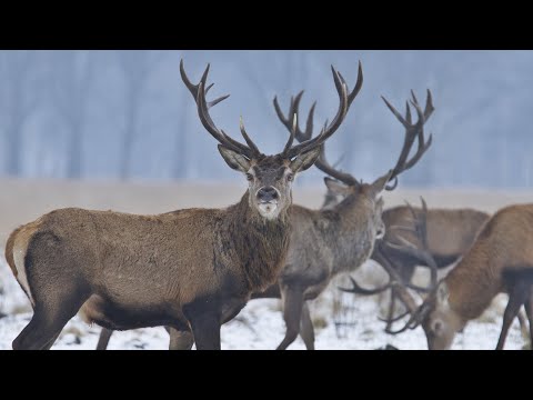 BuitenGewoon 1 januari 2020 - Nieuwjaarsaflevering