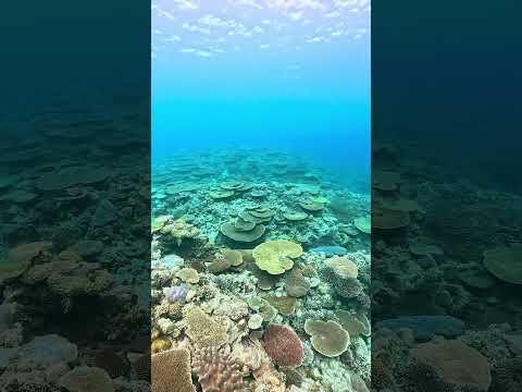 The Secret Coral Garden in Okinawa, Japan 🇯🇵🪸