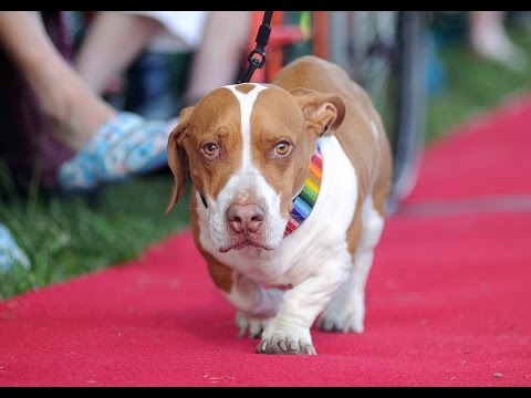 World's Ugliest Dog contest in Petaluma