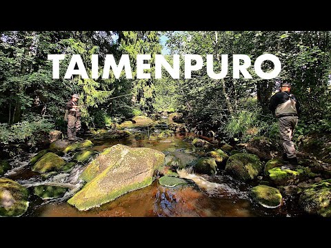Taimenpuro + Viinikanjoki