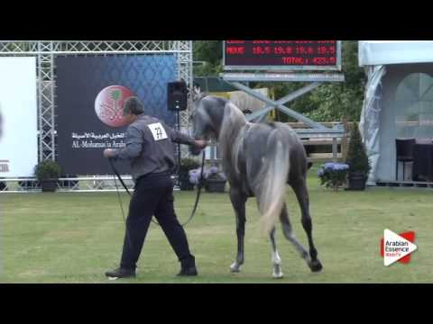 N.22 DON ANGELO SL - Bruges 2015 National - Colts 2-3 years old (Class 4)