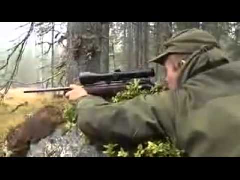 Охота на лося. Видео 2