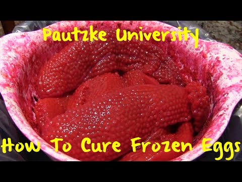 download lagu mp3 mp4 Curing Frozen Salmon Eggs, download lagu Curing Frozen Salmon Eggs gratis, unduh video klip Curing Frozen Salmon Eggs