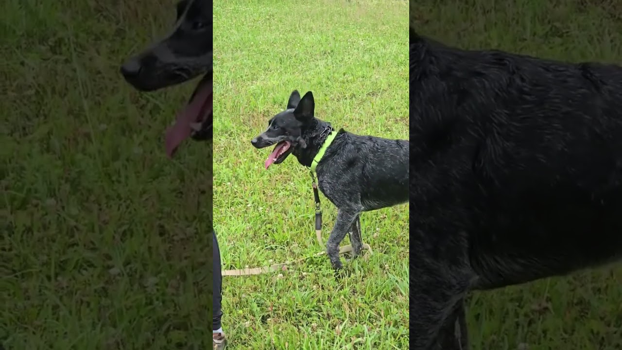 Noodle, a ADOPTABLE mixed breed in New York, NY video 5/5