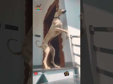 Ultimate chippiparai dog in action 🐕