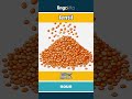 lentil - 扁豆 video thumbnail