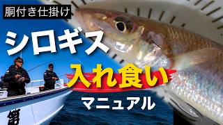 シロギス