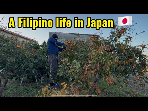 Traditional filipino dessert/Farm-to-Home in Japan/persimmon&soybean/Typhoon Impact on Our Cebu Home