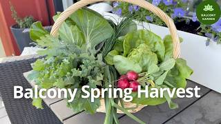 Let's harvest some veggies from the balcony in spring.