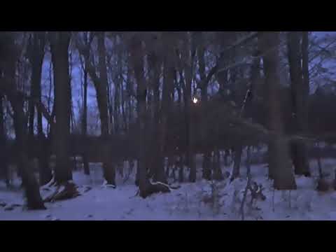 Day59B/365💚 #nature #gratitude #moon#fullmoon #power #beauty #nightwalk #happy2026 #love#purpose 