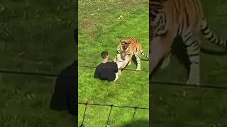 A man has jumped into a tiger enclosure at The Yorkshire Wildlife park!