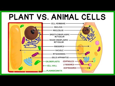 What are the common parts in plant and animal cell can you explain me? | EduRev Class 8 Question What are the common parts in plant and animal cell can you explain me? | EduRev Class 8 Question
