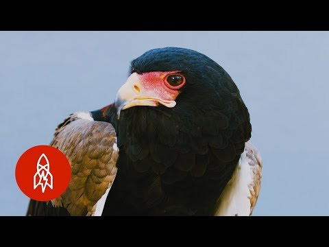 A Colorful Eagle With an Uncertain Future