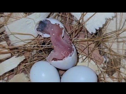 Baby birds hatching and handfeeding Q&A