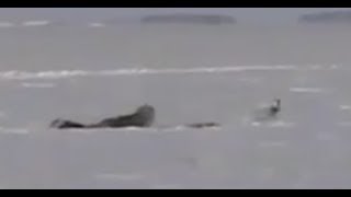 Ссылка