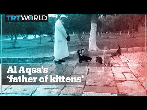 Meet ‘the father of kittens’ who feeds the animals at Al Aqsa Mosque