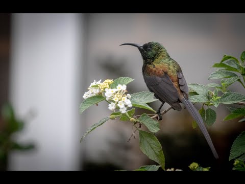 Nektárovka bronzová (Nectarinia kilimensis) — spev a hlas v prírode