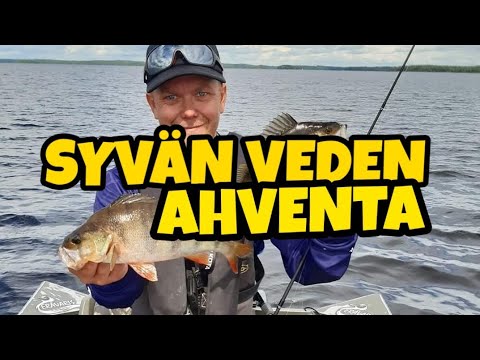 Pottukoira kalastaa vol 105- syvän veden ahvenen kalastusta