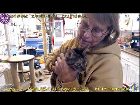 Jacci Introduces Karleen 11-01-2021  Friends of Felines Rescue Center (FFRC)