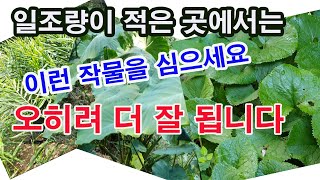 일조량이 적은 곳에서는 이런 작물을 심으세요. 오히려 더 잘 됩니다.(일조 시간과 작물, 내음성 식물, 내음…