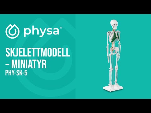 video - Skjelettmodell – Miniatyr - 85 cm