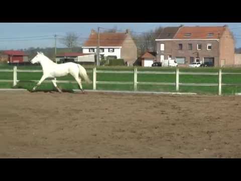 Sirène dans ses bons jours