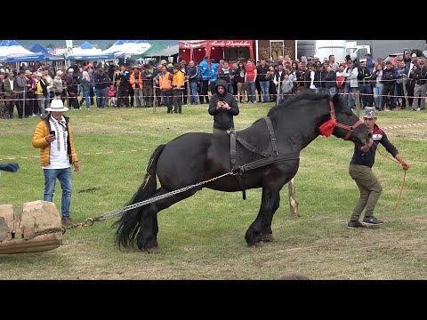 Concurs cu cai de tractiune proba de Simplu Uriu, Bistrita Nasaud 28 Mai 2022Nou!!!