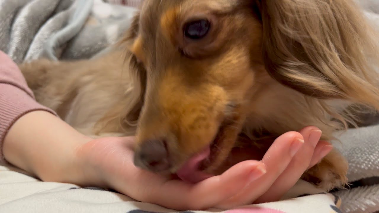 手を舐めるのをやめられない犬 チワックスれあ