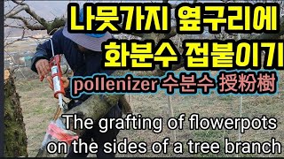 나무 옆구리에 화분수 접붙이기 the grafting of flowerpots on the sides of …